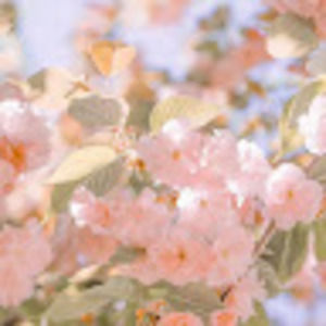 Meet your Posher, Debora